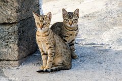 Gatti_001