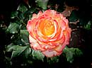Roseto